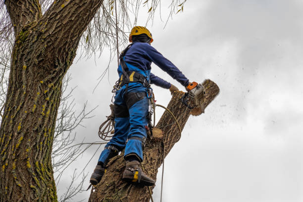 Professional Tree Services in Delhi Hills, OH